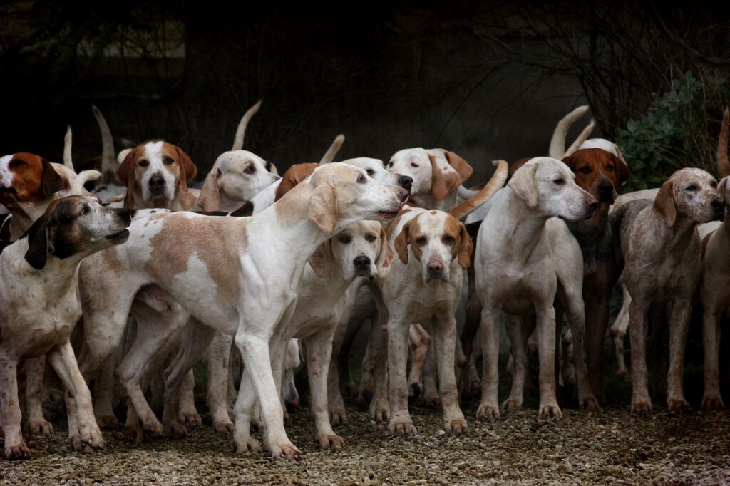 Meute de chiens d'élevage réunis dans un parc