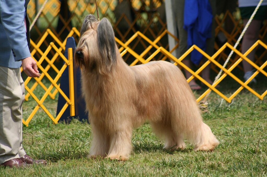 Chien présenté sur le ring d'une exposition canine