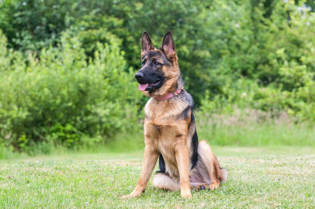 Berger allemand adulte assis dans l'herbe