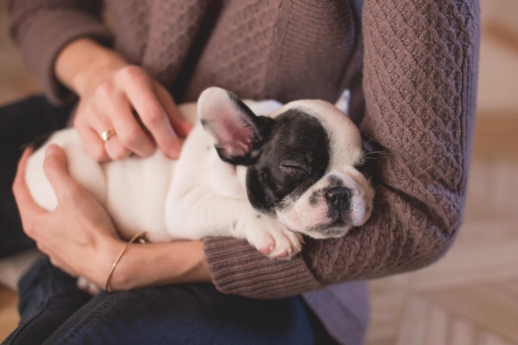 Chiot nouveau-né endormi dans les mains de son éleveuse
