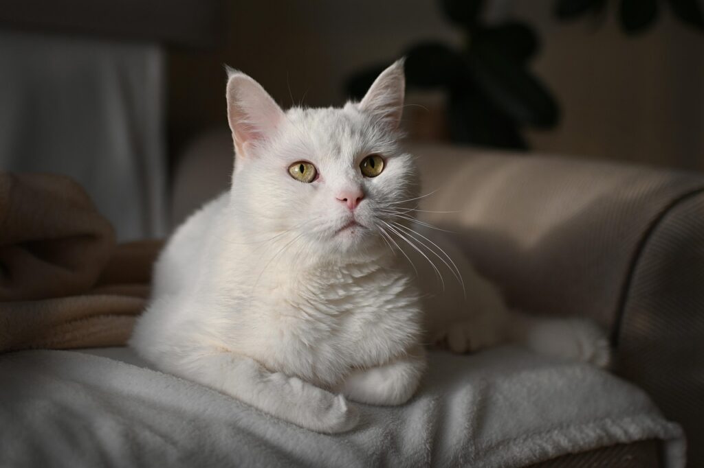 Chat blanc au repos dans un intérieur calme